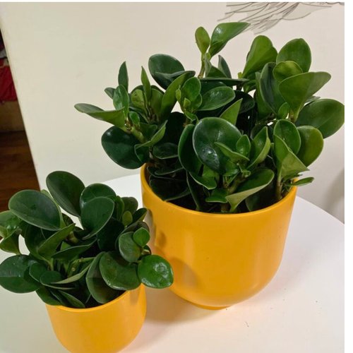 植物蔓蔓 l 水培植栽專賣 水培植栽│ 大小盆圓葉椒草 招財納福 圓葉金錢樹 室內植物