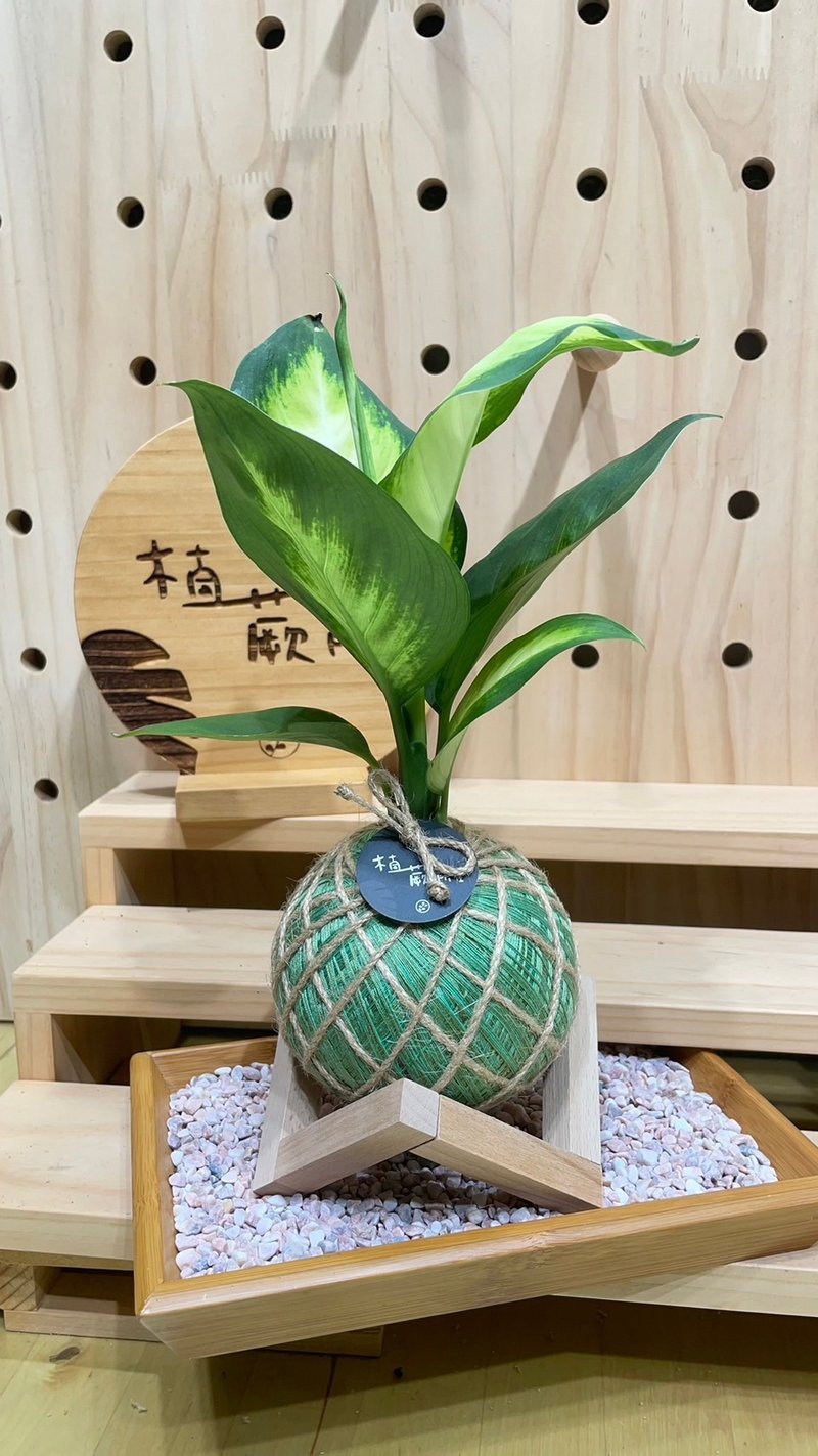 【植蕨所在】瑪莉安粗肋草 水苔球 室內植物 觀賞植物 開店送禮 - 花瓶/花器 - 植物．花 