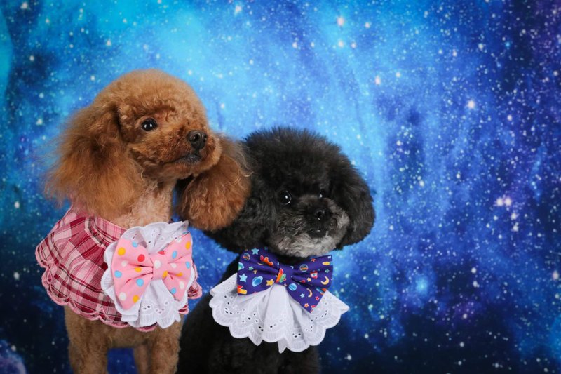 星球系 深紫 煲呔蕾絲 紳士 造型頸飾 頸項 collar - 寵物衣服 - 棉．麻 紫色