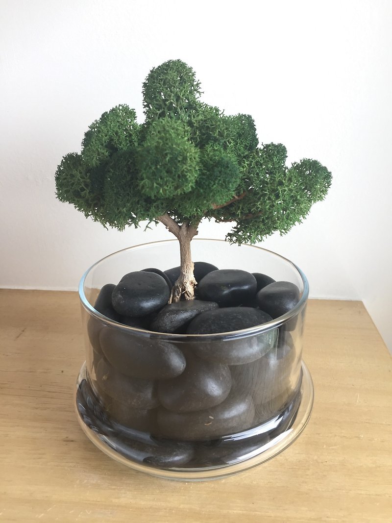 [Pure natural] world tree dried plants micro landscape stone glass gifts - Items for Display - Plants & Flowers Green