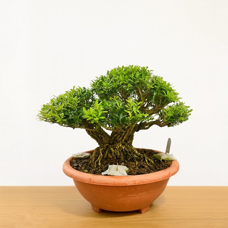 小品盆栽・雀舌黃楊 - 盆栽/植栽 - 植物．花 