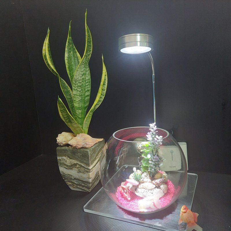 魚缸 珊瑚、水草 組合造景 AM-003-M-01  8吋 - 盆栽/植栽 - 玻璃 