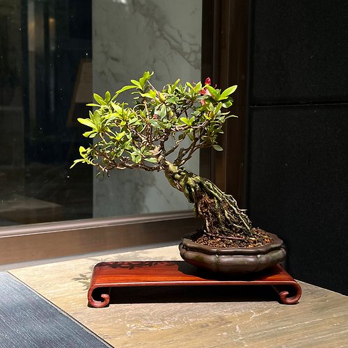 mu bonsai 茉莉愛草 日本皋月杜鵑∣赤千羽鶴 小品展覽級盆景 開花中