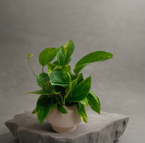 ORCHID CHEN 蘭沉空間 好照顧綠葉植物 【黃金葛】浴室客廳室內盆栽 送禮自用空氣清淨