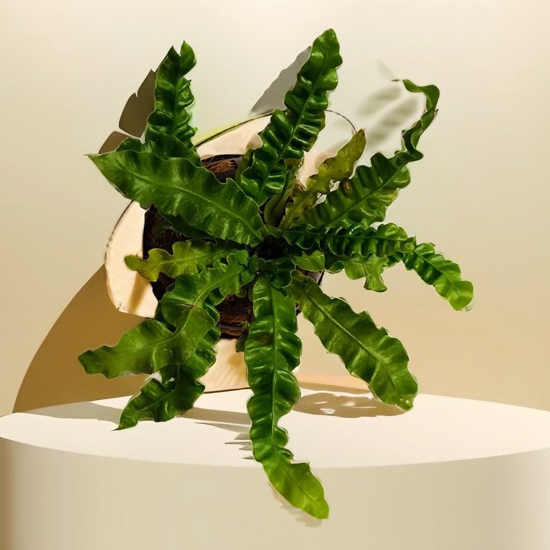 吊掛式山蘇 文青造型盆栽 綠化空間送禮自用 - 盆栽/植栽 - 植物．花 
