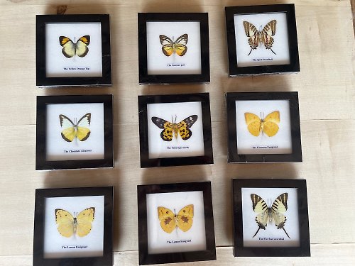 cococollection Set Mix 9 Real Beautiful Butterfly In Frame Display Insect Taxidermy Home Decor