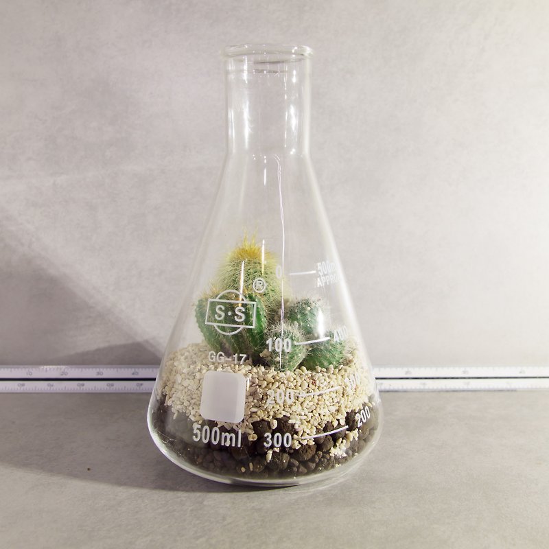 Micro-view in a bottle-500ml conical beaker/cactus meat - ตกแต่งต้นไม้ - แก้ว สีเขียว