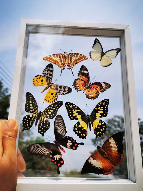 cococollection Real 8 Mix Thai BEAUTIFUL Butterfly Taxidermy Insect Display Double Glass Frame