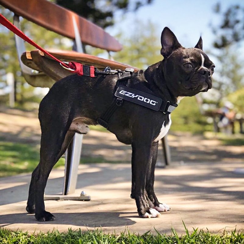 EXPRESS HARNESS - Collars & Leashes - Nylon Black