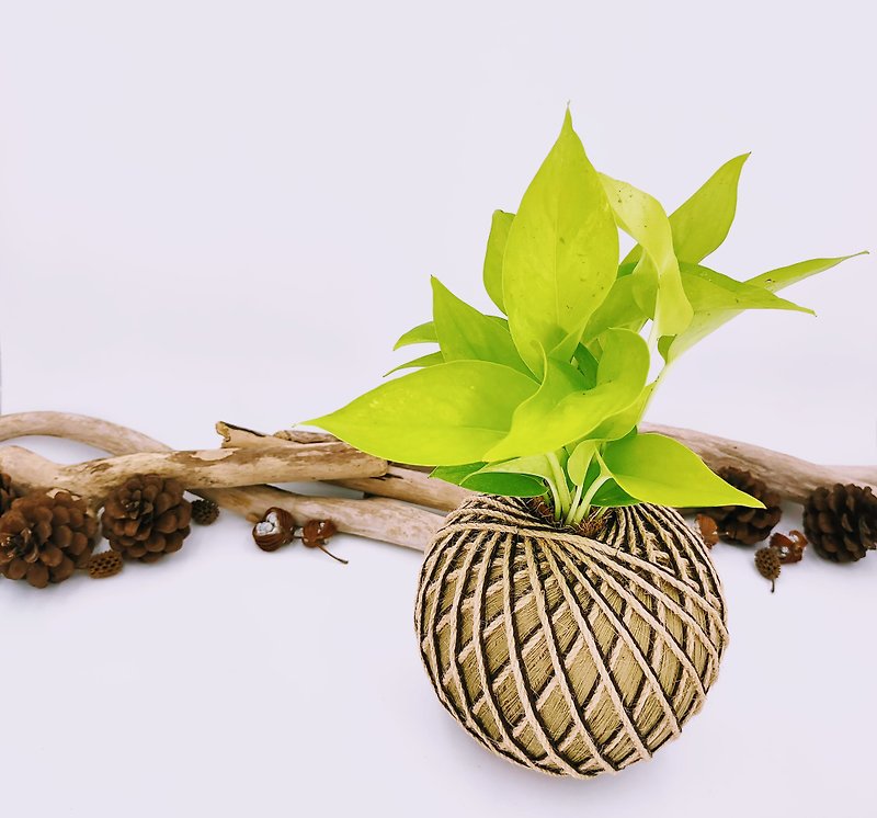 Lime Gold Kudzu Balls│Plate Plants│Home Decoration│Indoor Plants - ตกแต่งต้นไม้ - พืช/ดอกไม้ สีเหลือง