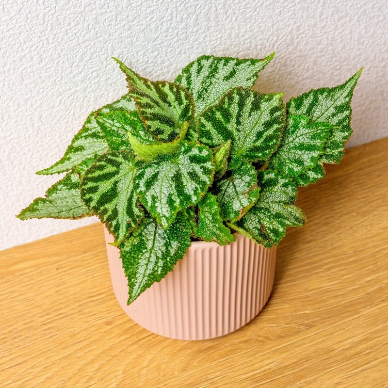 地氈海棠 莫蘭迪色系直紋陶盆 室內植物 觀葉植物 禮物 盆栽 - 盆栽/植栽 - 植物．花 粉紅色