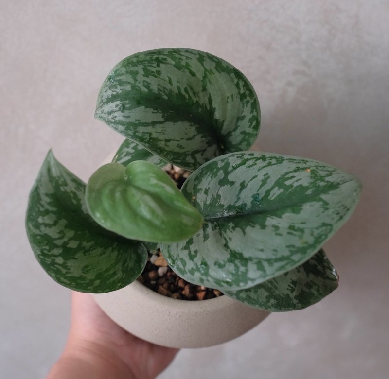大葉銀斑葛 - 盆栽/植栽 - 植物．花 