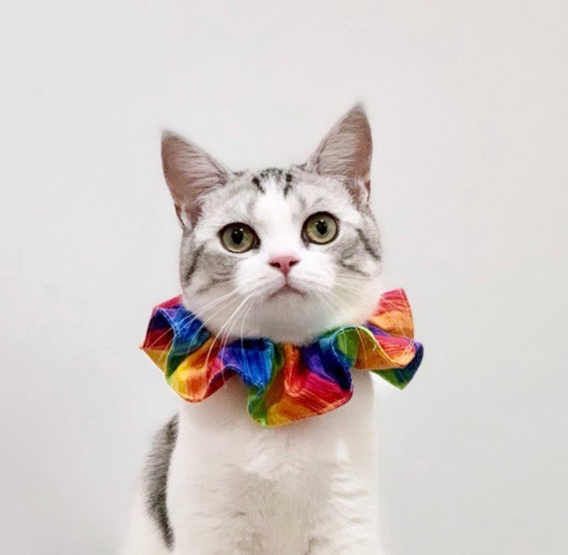 Rainbow Pet Flower Collar - ปลอกคอ - วัสดุอื่นๆ หลากหลายสี