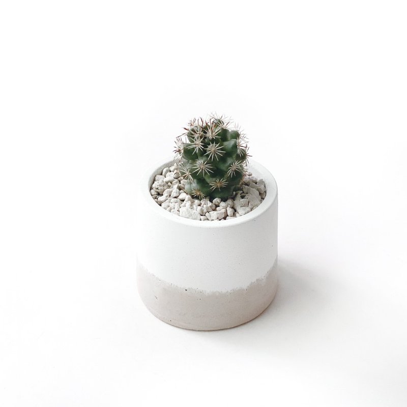 (Pre-order) Milk Tea Series | Penglai Palace Cactus Round Two-Color Cement Cactus Planting - ตกแต่งต้นไม้ - พืช/ดอกไม้ สีกากี