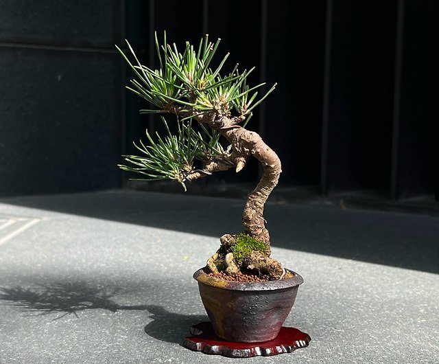 Evergreen Japanese Mikawa Black Pine  Mini Literary Bonsai Mi Ni Bonsai -  Shop mu bonsai Plants - Pinkoi