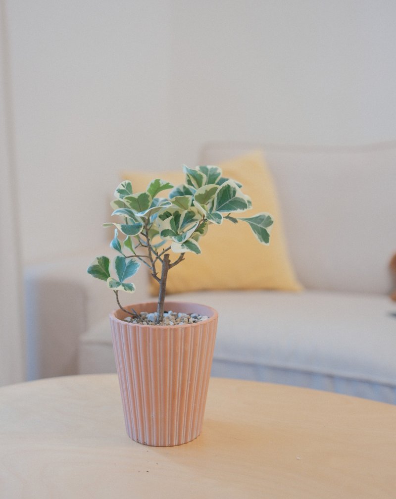 斑葉三角榕 - 盆栽/植栽 - 植物．花 