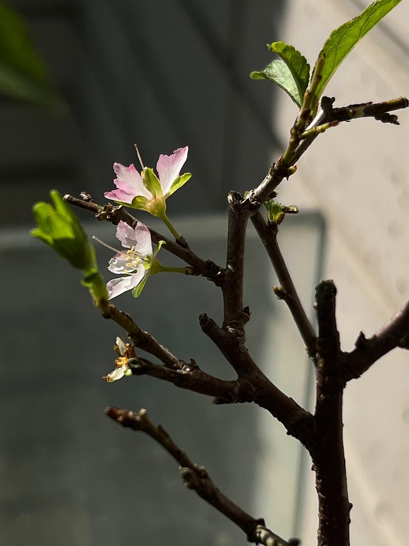 Japanese garden plum | ミニ potted plant - Plants - Pottery 