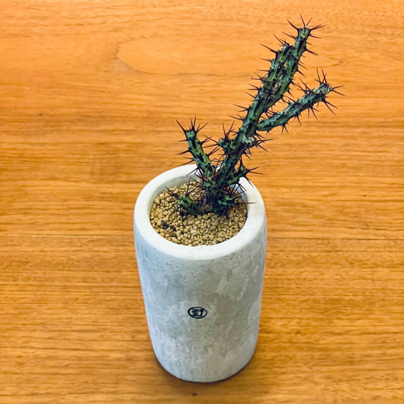 【野草不野-限時販售】銅綠麒麟 / 長杯盆 - 盆栽/植栽 - 植物．花 綠色