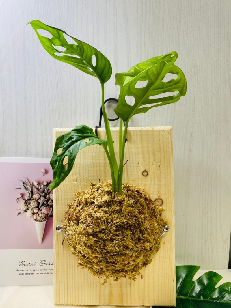 小品上板  文青網美最愛 森林系壁植 畢業禮物 新居落成 - 植栽/盆栽 - 木頭 咖啡色