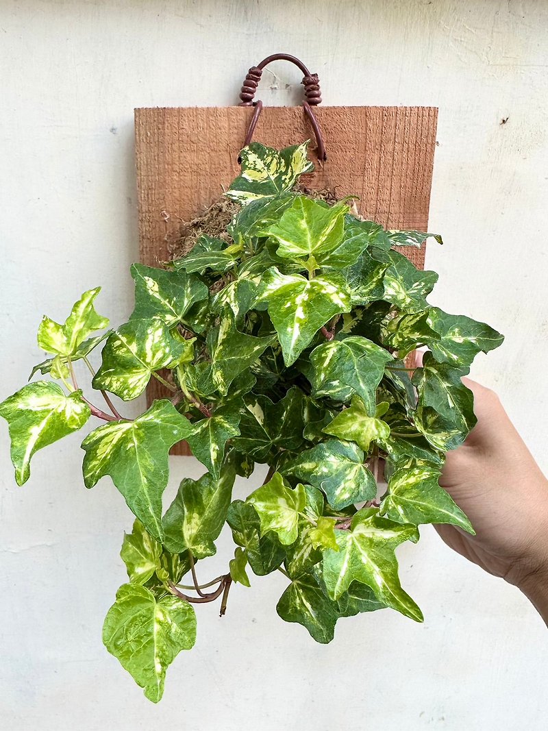[Ivy (green and white)] Plants on the board opening gift giving opening foliage plants houseplants - Plants - Plants & Flowers 