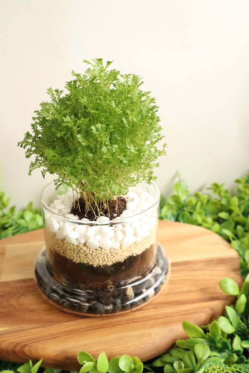 【Potted Plants】 Wandering Island- Indoor Potted Plants/Healing/Gift Exchange/Birthday Gift - Plants - Glass Green