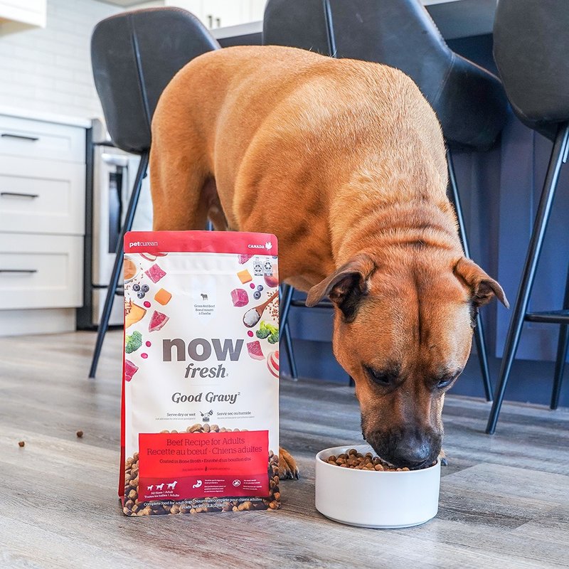 【狗主食】now 牛肉 中型成犬 高湯天然糧 乾濕兩吃 狗飼料 狗糧 - 狗罐頭/鮮食 - 新鮮食材 