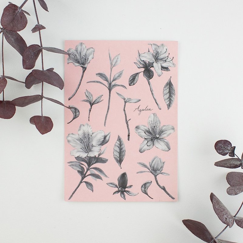 Postcrd - Azalea - Cards & Postcards - Paper Pink