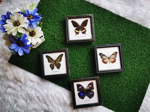 cococollection Set Mix 4 Real Beautiful Butterfly In Frame Display Insect Taxidermy Home Decor