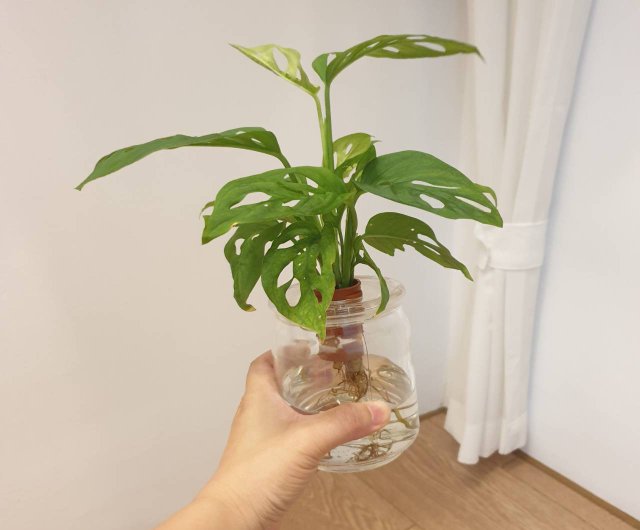 水耕栽培植物窓穴タートルバック里芋怠惰な鉢植え植物 ショップ Artken 観葉植物 Pinkoi