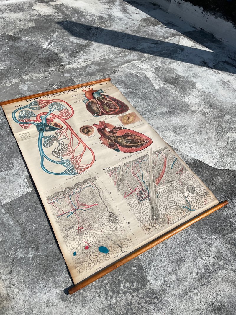 古董Vintage人體解剖掛畫 圖書館 醫院 學校 擺飾 澳洲 - 擺飾/家飾品 - 其他金屬 金色