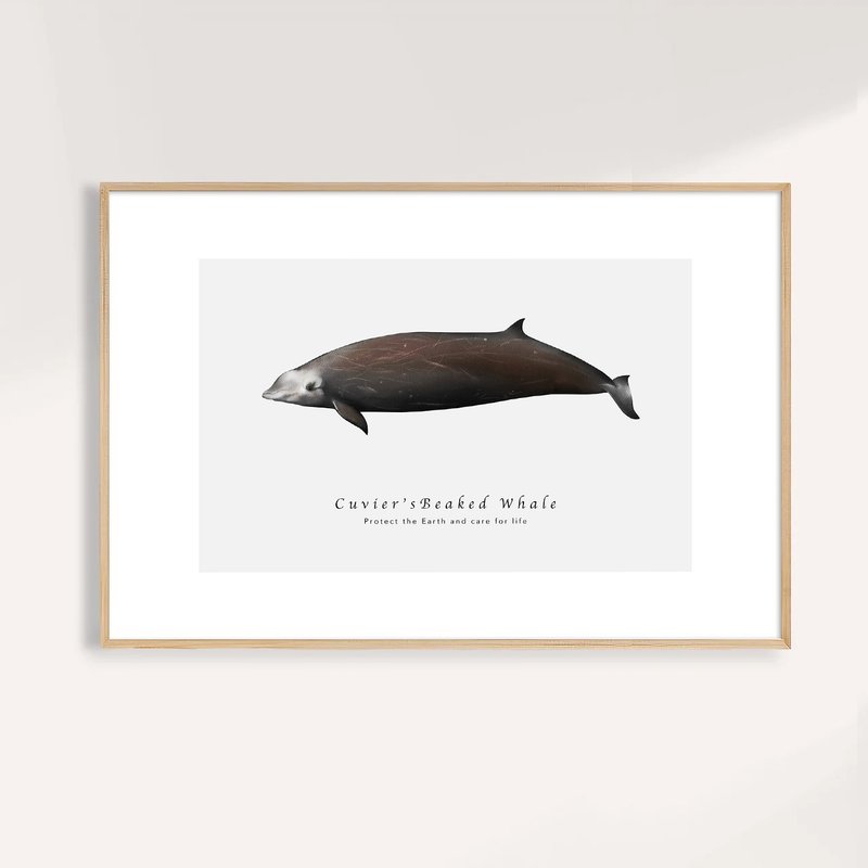 庫氏喙鯨 Cuvier's Beaked Whale/海洋動物插畫掛畫/藝術無框輸出 - 海報/掛畫/掛布 - 紙 