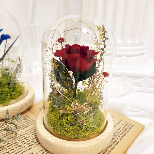 莫緹花繪 小王子夜燈 紅色永生花鐘 玻璃鐘罩 永生花 乾燥花 永生花夜燈