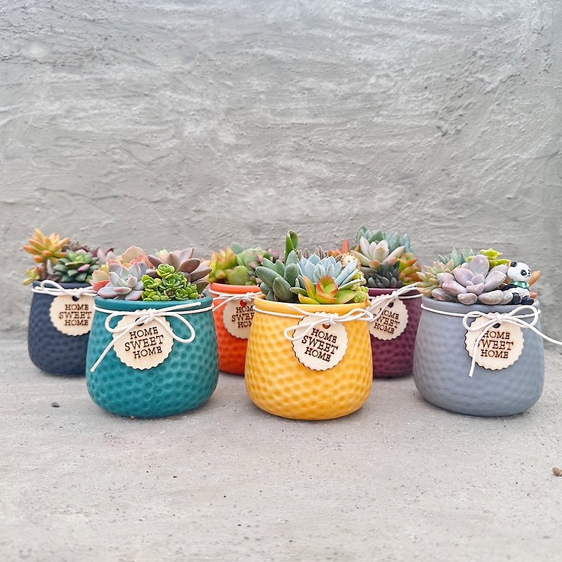 [Doudou Succulents] Housewarming│Gifts│Promotion│Succulents│-Morandi Color Series Planting Group - ตกแต่งต้นไม้ - พืช/ดอกไม้ 