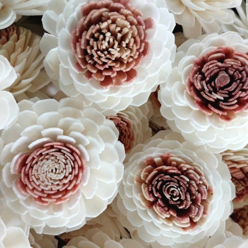 Jasmin Sola Flower mixed with pink 5cm. 50 flowers. - 花藝/盆栽/植栽 - 植物．花 