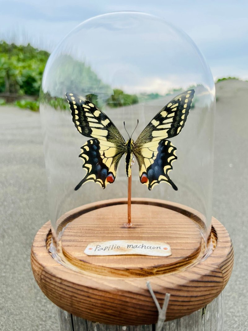 金鳳蝶 - 擺飾/家飾品 - 玻璃 