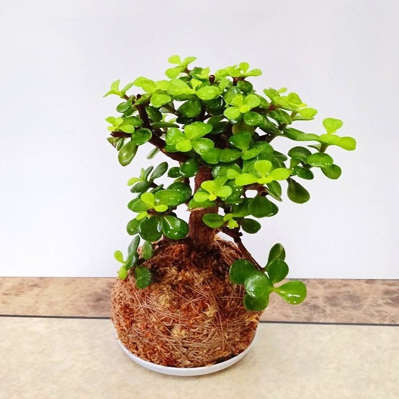 Home happiness moss ball moss jade Chilean primary color water moss five elements lucky plant ginkgo wood - Plants & Floral Arrangement - Plants & Flowers 