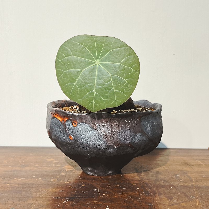Firewood-fired tea bowl meets blue leaf mountain turtle - Pottery & Ceramics - Pottery Black