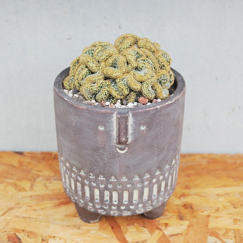 [Doudou Succulent] Housewarming│Gifts│Promotion│Succulent Plants│-Vintage Expression Planting DIY Combination - ตกแต่งต้นไม้ - ปูน 