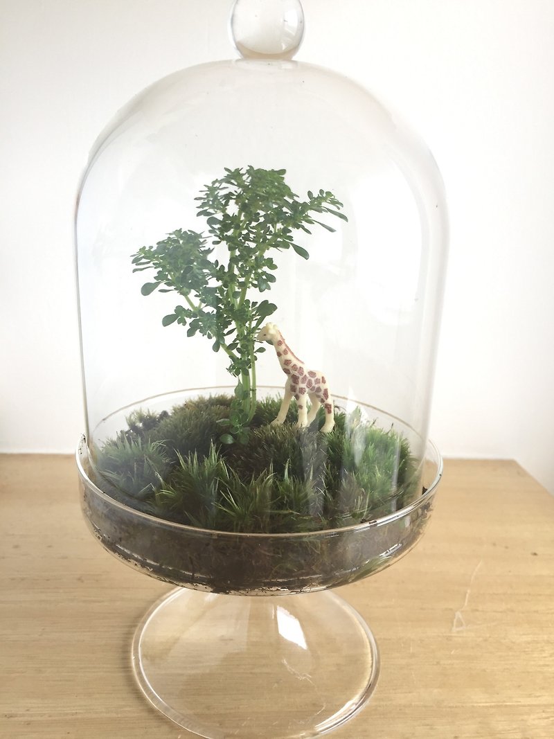 [Pure Natural] grassland giraffe tall glass Bell Potted Plants gifts - ตกแต่งต้นไม้ - พืช/ดอกไม้ สีเขียว