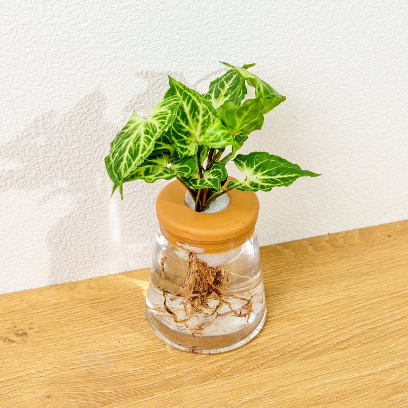 蠟染合果芋 三角水耕盆栽 室內植物 觀葉植物 禮物 水培 - 盆栽/植栽 - 陶 透明