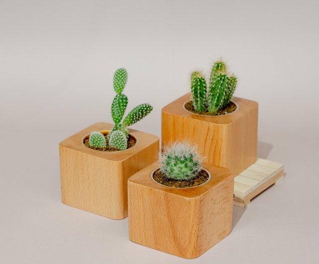 多肉植物のサボテンを持つ四角い木 - ショップ tinyscene 観葉