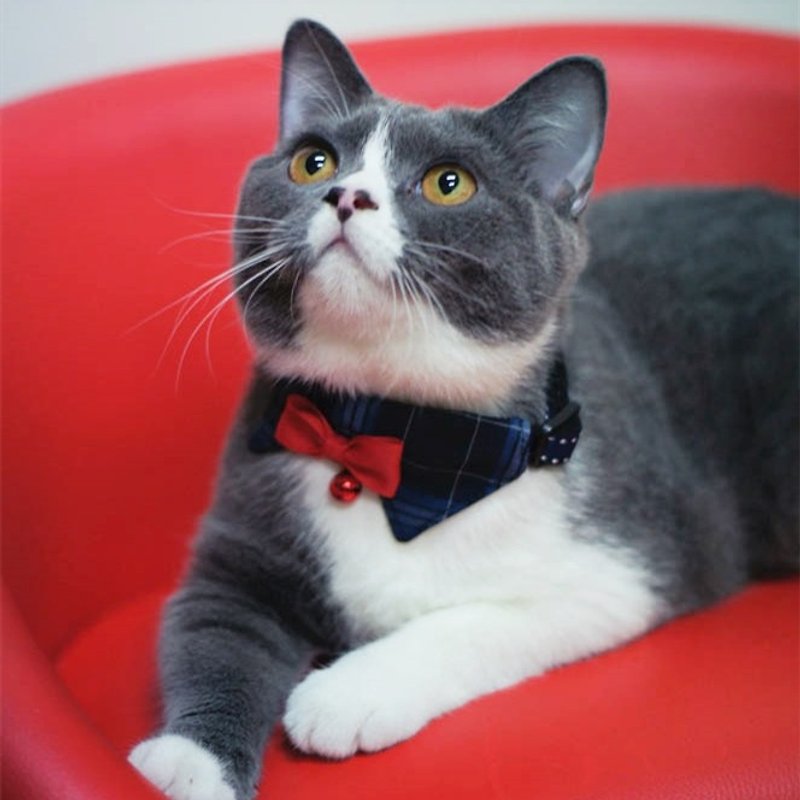 Cat collar collar dark blue checkered - Collars & Leashes - Cotton & Hemp Blue
