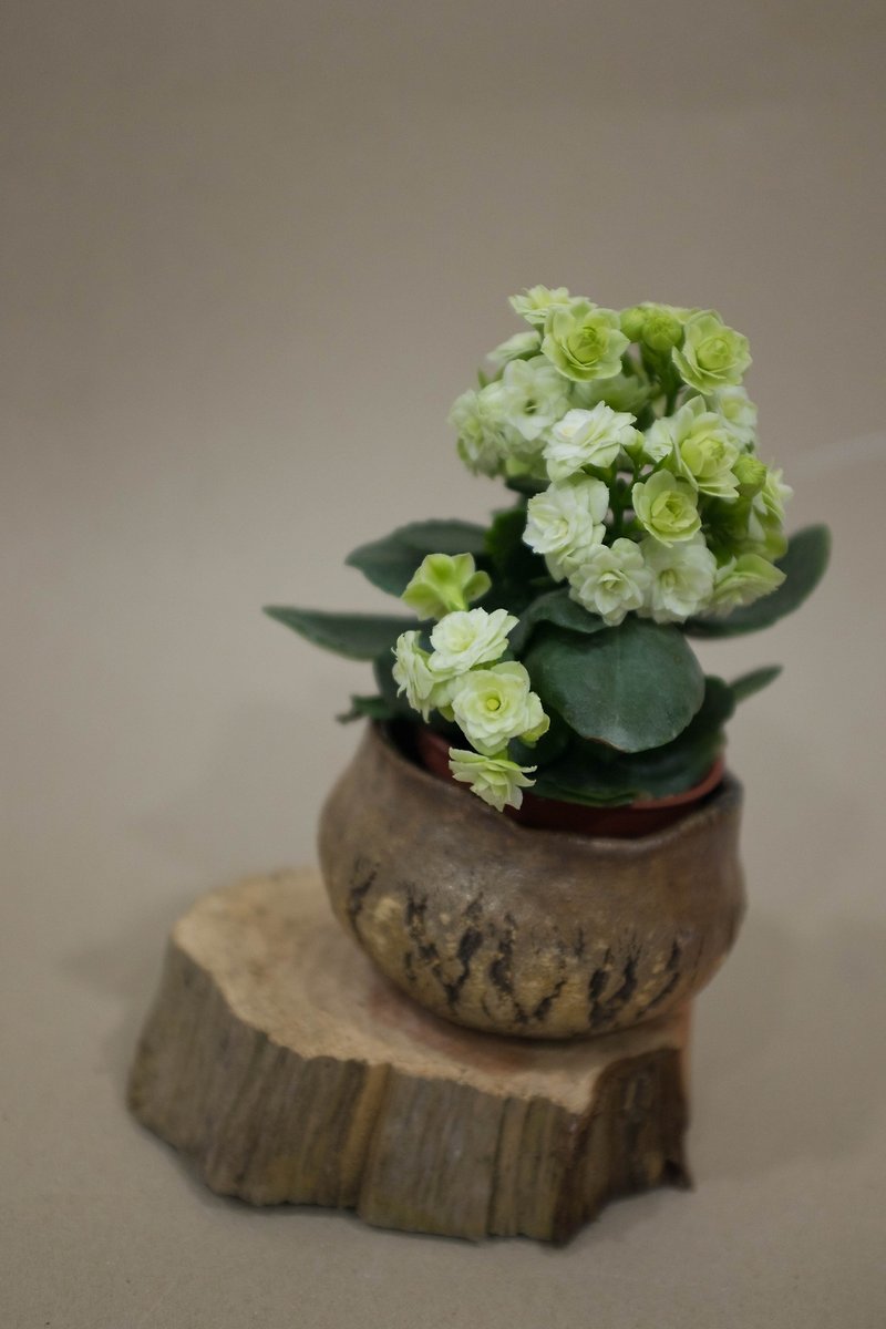 ライフ陶器 - ラウンドバーストボウル - 花瓶やボウルとして使用できます - 花瓶・植木鉢 - 陶器 ブラウン