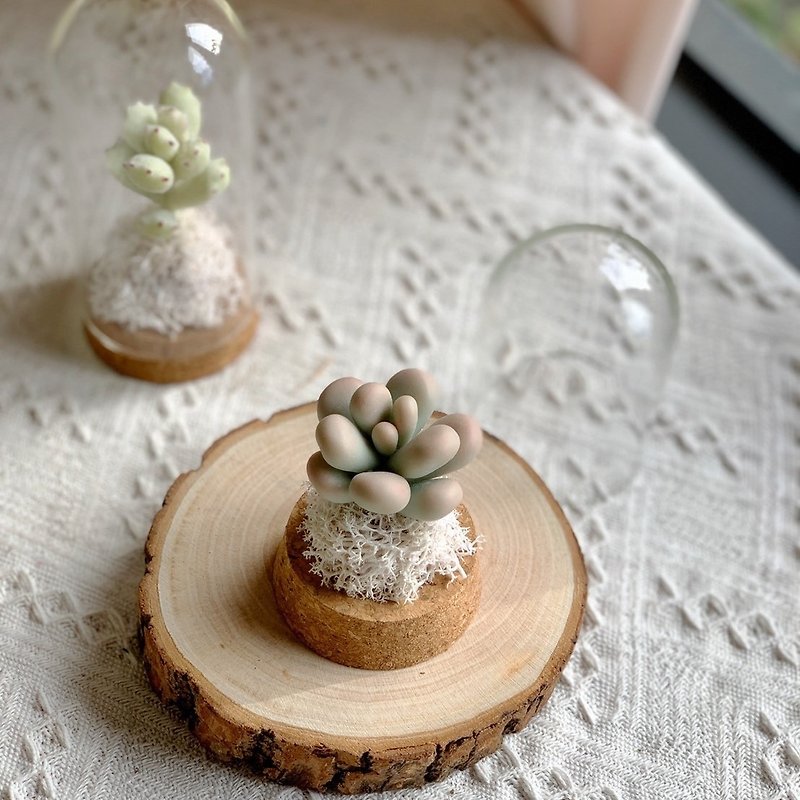 Simulated succulent clay, mini glass cup. Gifts, decorations, holiday gifts - ของวางตกแต่ง - ดินเหนียว สีเขียว