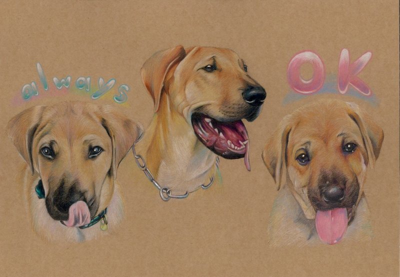 客製化 寵物畫 狗 貓 色鉛筆作品 三單位  含透明框 - 似顏繪/客製畫 - 紙 