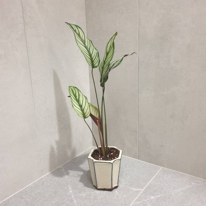 斜紋竹芋 室內盆栽 淨化空氣 - 植栽/盆栽 - 瓷 藍色