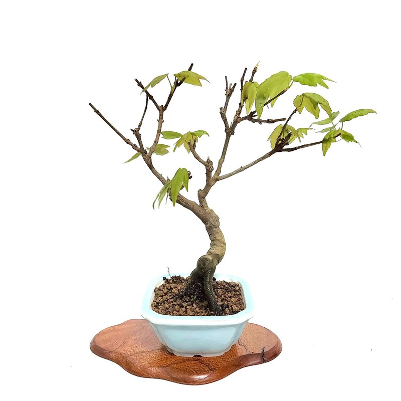 小品盆栽・日本宮樣楓・ミヤサマカエデ - 盆栽/植栽 - 植物．花 
