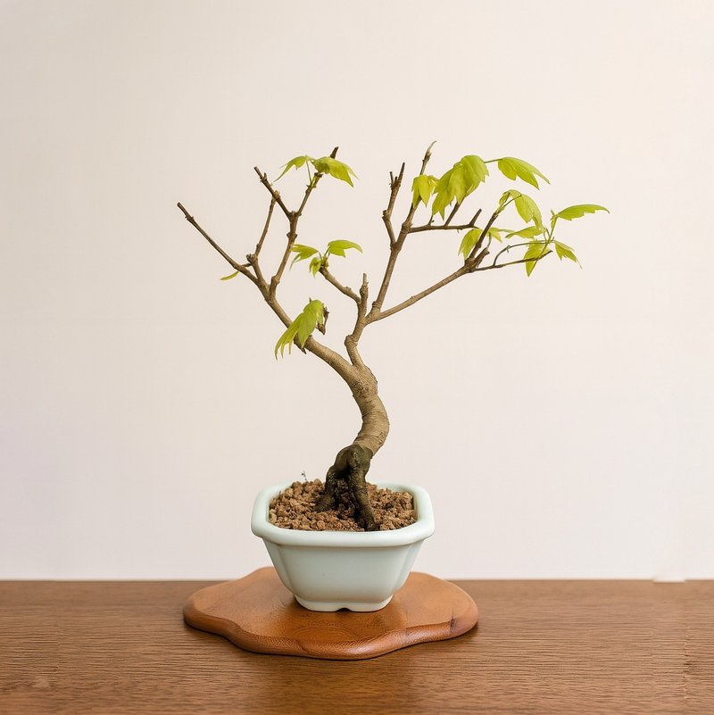 小品盆栽・日本宮樣楓・ミヤサマカエデ - 盆栽/植栽 - 植物．花 