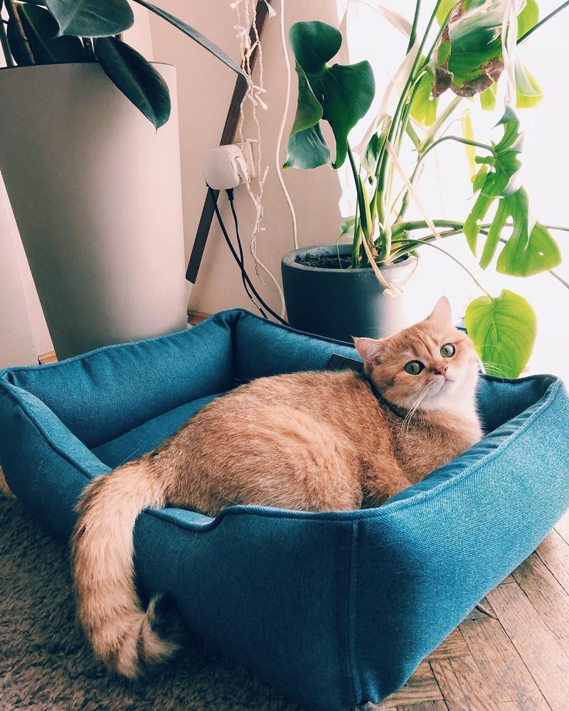 Cat Bed Blue XS Size, extra small cat pillow - 寵物床 - 其他材質 藍色