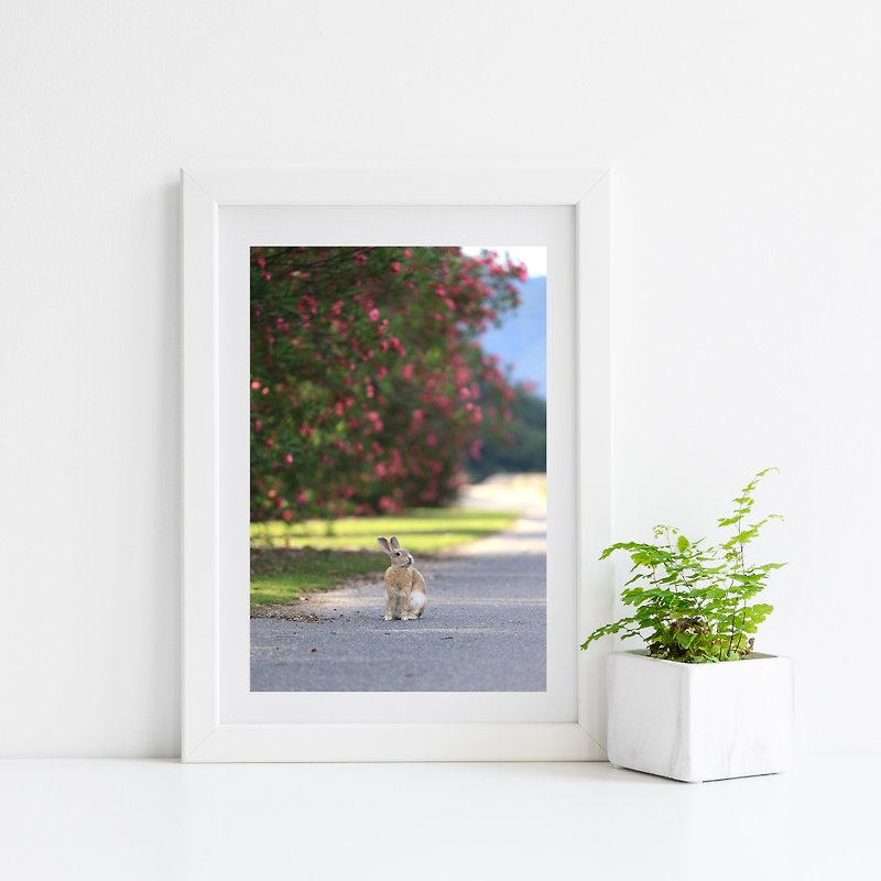 ウサギの写真ジークレー作品 - どこを見るか - ポスター・絵 - 紙 ピンク